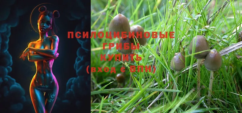 наркотики  Красный Кут  кракен рабочий сайт  Псилоцибиновые грибы Psilocybe 